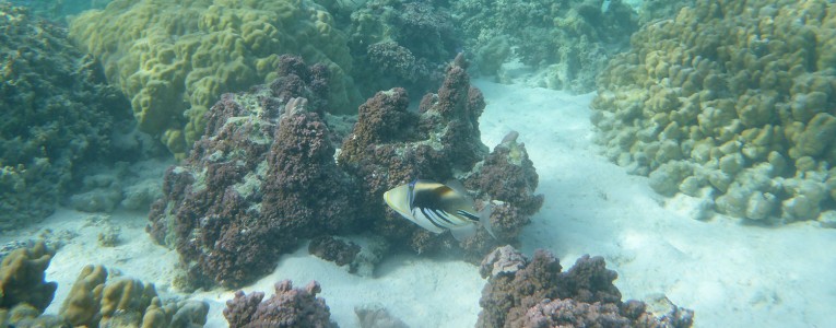 Jardin de corail