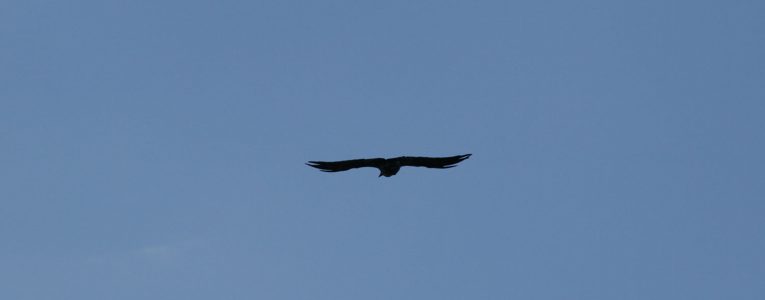 Aigle dans le ciel à Mather Point Grand Canyon