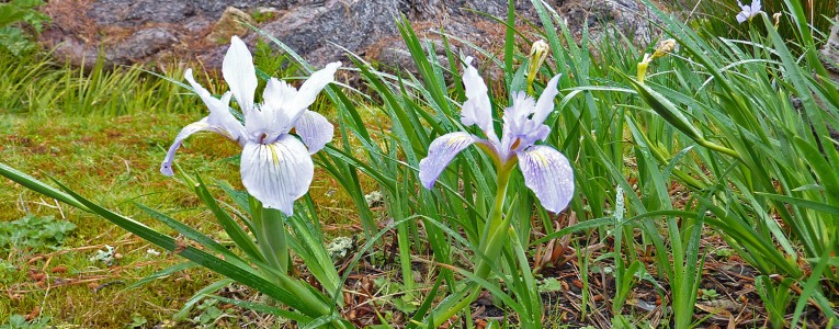 Iris au Japanese Tea Garden