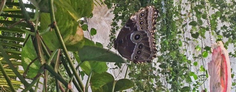 Dubaï Butterfly Garden